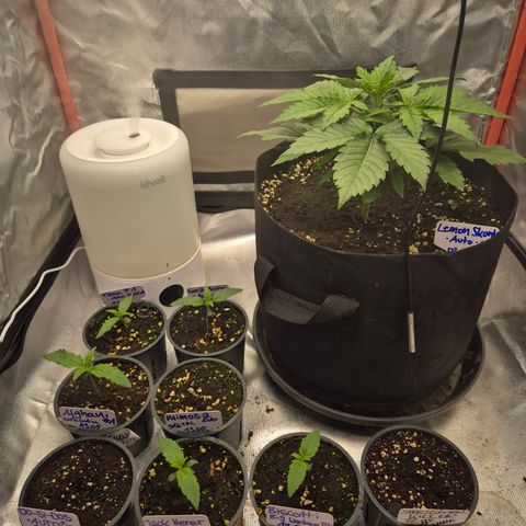Afghani #1 (45-50bt) growlog timeline photo