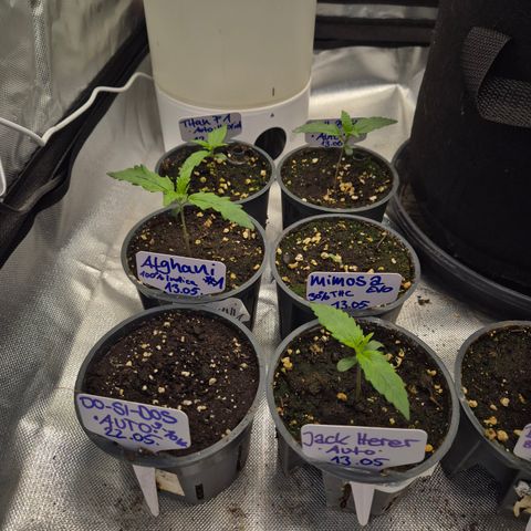 Gorilla Zkittles Auto anna growlog timeline photo