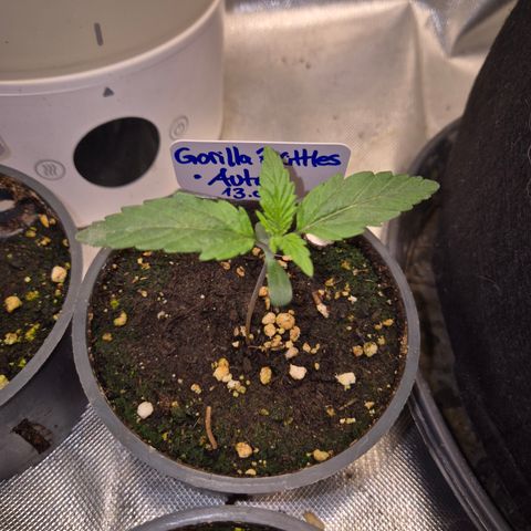 Gorilla Zkittles Auto anna growlog timeline photo