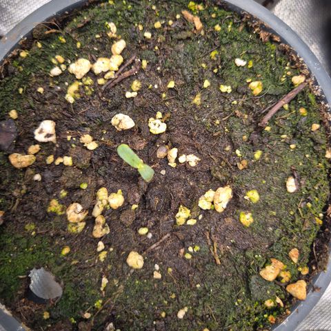 WTF- Königin Mimosa evo 👑👑👑 (65-70bt) growlog photo: Oh man.... und dann auch noch die Lieblings