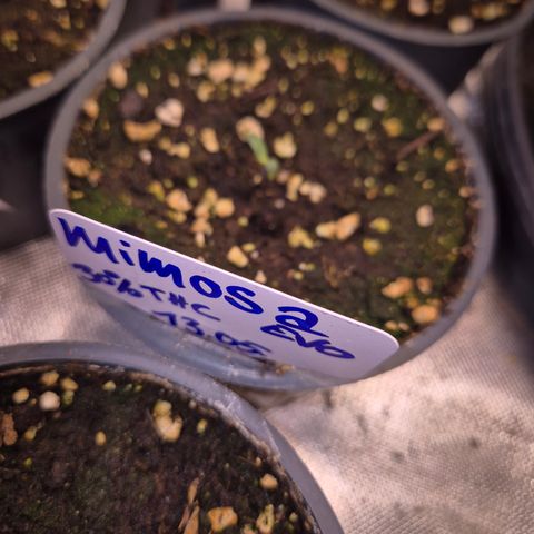 WTF- Königin Mimosa evo 👑👑👑 (65-70bt) growlog photo: Oh man.... und dann auch noch die Lieblings
