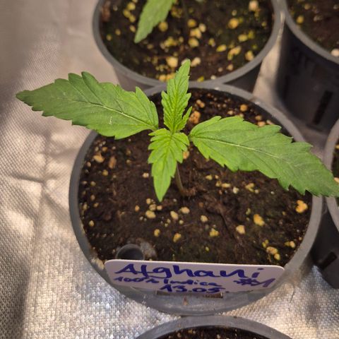 Afghani #1 (45-50bt) growlog timeline photo
