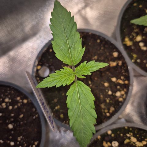 Afghani #1 (45-50bt) growlog timeline photo