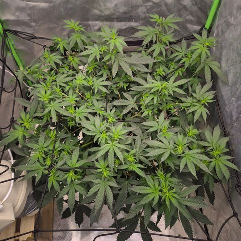 Apple crumble Ben growlog photo: Sie hat sich schnell erholt! Das ist die liebe!🥰❤️💚🌱