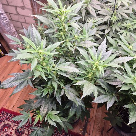 Moby Dick 1 growlog timeline photo
