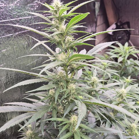 Black Domina 💃 growlog timeline photo