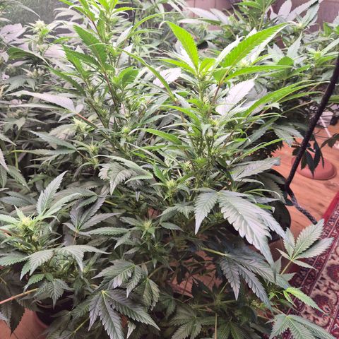 Moby Dick 1 growlog timeline photo