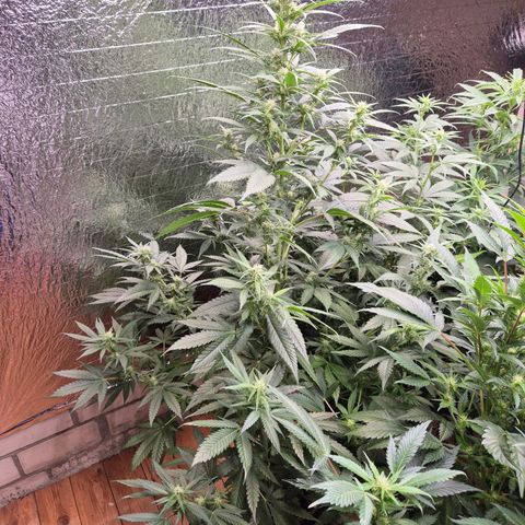 Black Domina 💃 growlog timeline photo