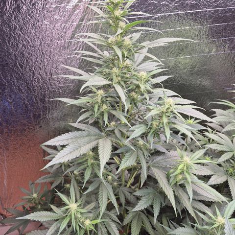 Black Domina 💃 growlog timeline photo