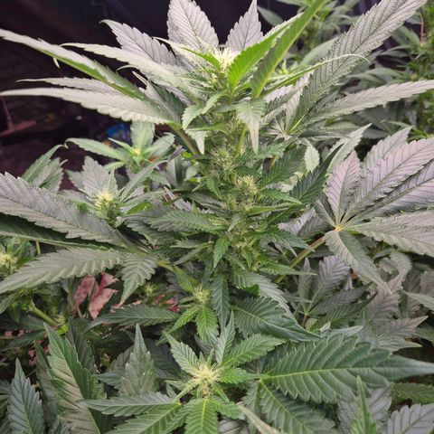 Moby 🍆  growlog timeline photo
