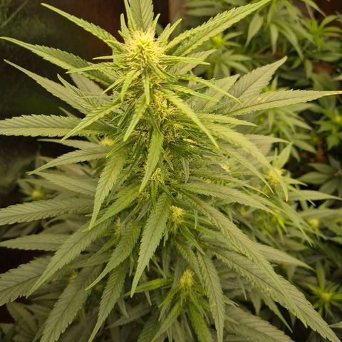 Black Domina 💃 growlog timeline photo