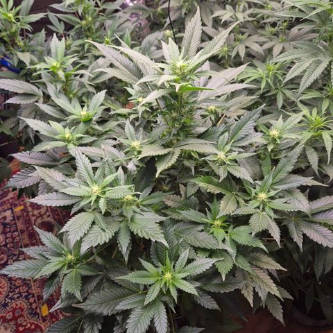 Moby 🍆  growlog timeline photo