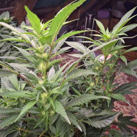 Moby Dick 1 growlog timeline photo