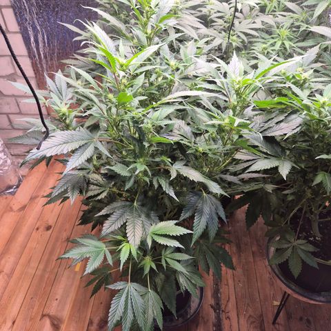 Moby Dick 1 growlog timeline photo