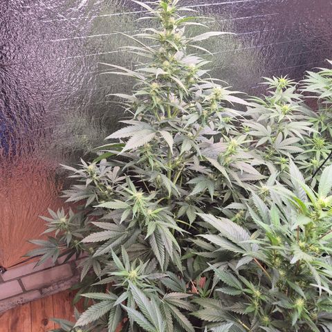 Black Domina 💃 growlog timeline photo