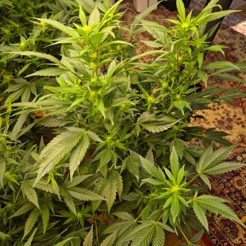 Moby Dick 1 growlog timeline photo