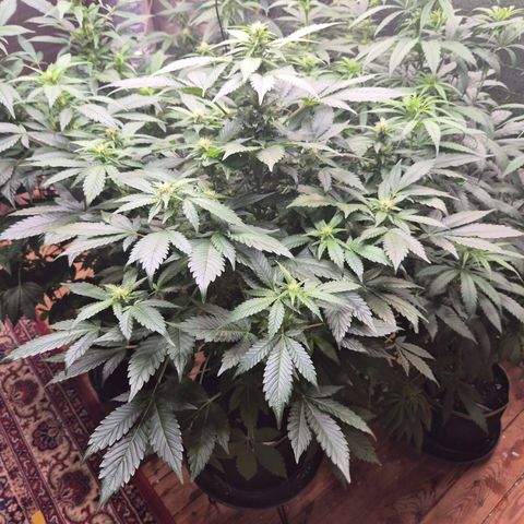 Moby 🍆  growlog timeline photo