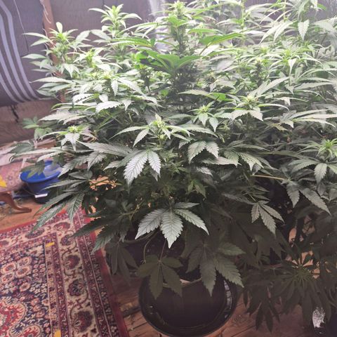 Moby 🍆  growlog timeline photo