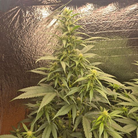 Black Domina 💃 growlog timeline photo