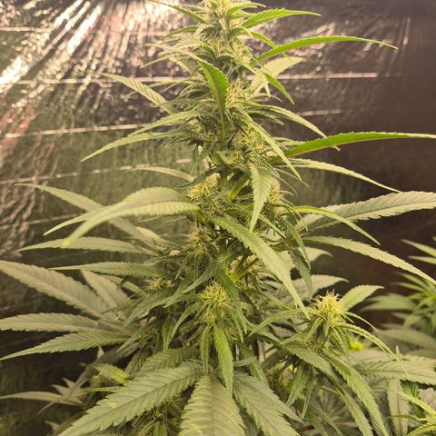 Black Domina 💃 growlog timeline photo