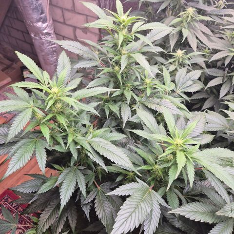 Moby Dick 1 growlog timeline photo
