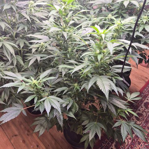 Moby Dick 1 growlog timeline photo