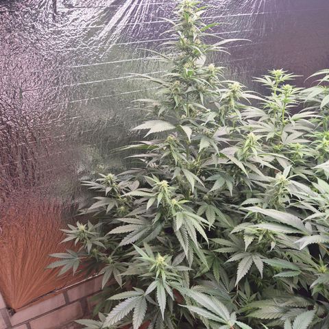 Black Domina 💃 growlog timeline photo