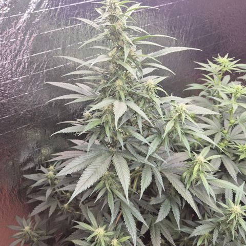 Black Domina 💃 growlog timeline photo