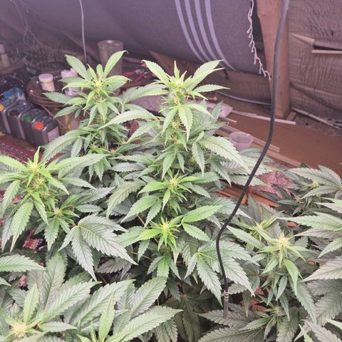 Moby Dick 1 growlog timeline photo