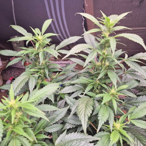 Moby Dick 1 growlog timeline photo