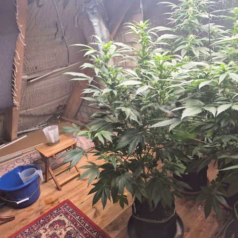 Moby Dick 1 growlog timeline photo
