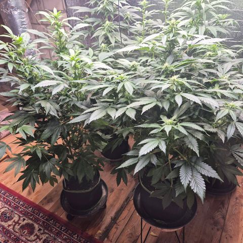 Moby 🍆  growlog timeline photo
