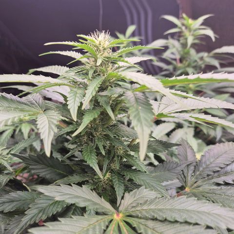 Moby 🍆  growlog timeline photo
