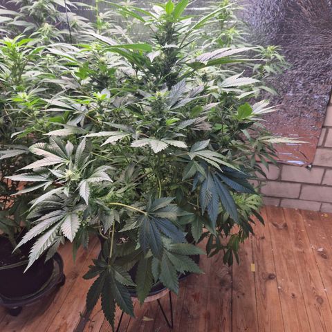 Moby 🍆  growlog timeline photo
