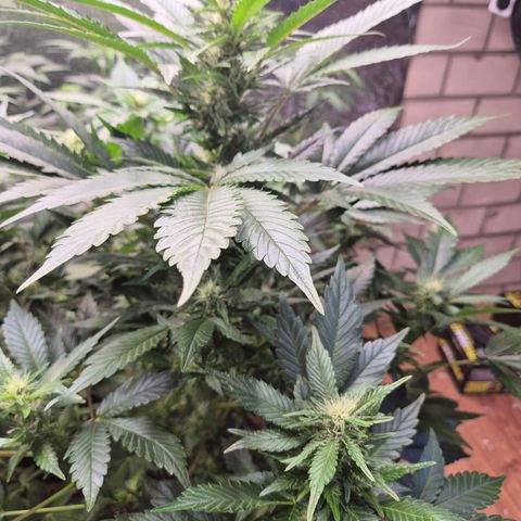 Moby 🍆  growlog timeline photo