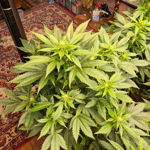 Moby 🍆  growlog timeline photo