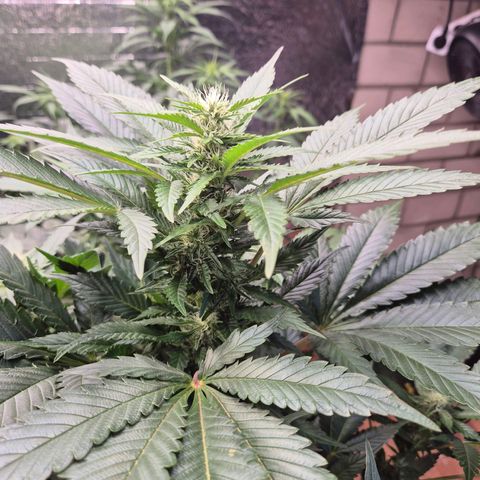 Moby 🍆  growlog timeline photo