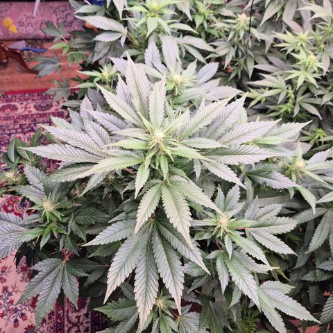 Moby 🍆  growlog timeline photo