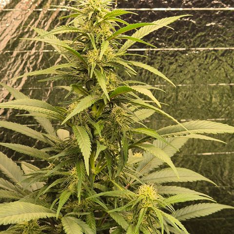Black Domina 💃 growlog timeline photo