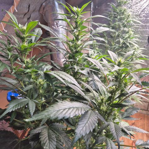 Moby Dick 1 growlog timeline photo