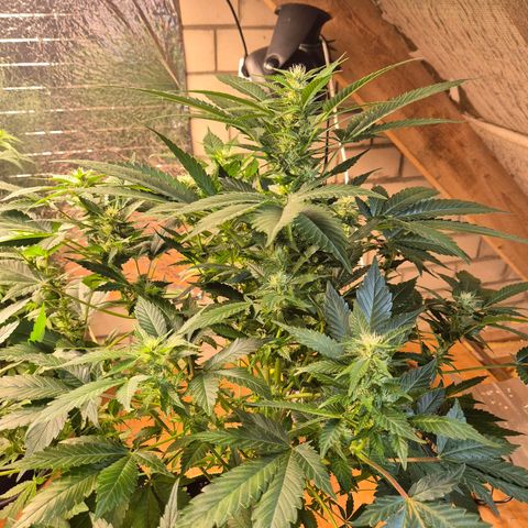 Moby 🍆  growlog timeline photo