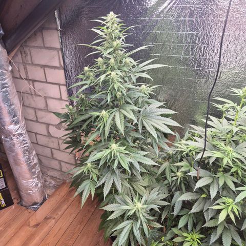 Black Domina 💃 growlog timeline photo