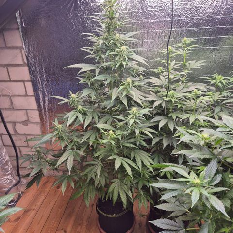 Black Domina 💃 growlog timeline photo