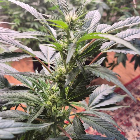 Moby Dick 1 growlog timeline photo