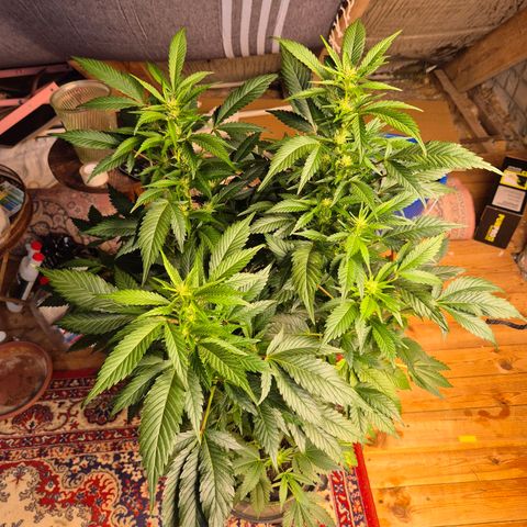 Moby Dick 1 growlog timeline photo
