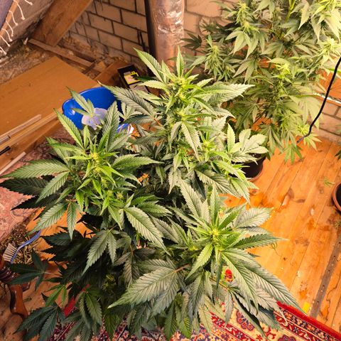 Moby Dick 1 growlog timeline photo