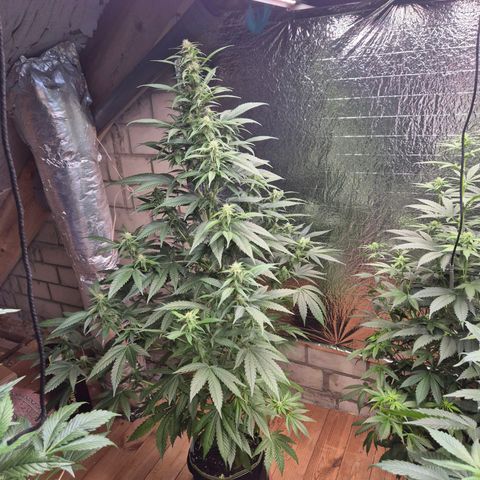 Black Domina 💃 growlog timeline photo