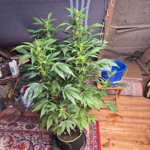 Moby Dick 1 growlog timeline photo