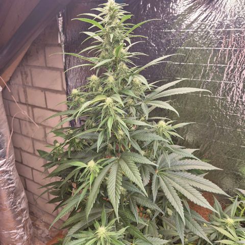 Black Domina 💃 growlog timeline photo