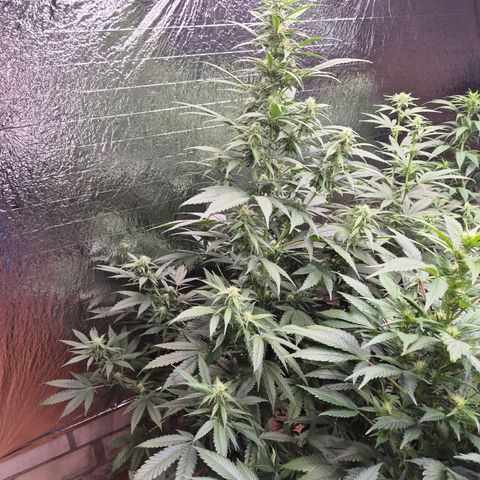 Black Domina 💃 growlog timeline photo